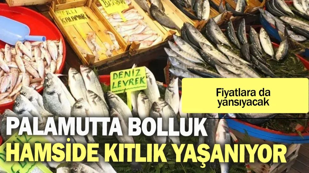 Palamutta bolluk hamside kıtlık yaşanıyor