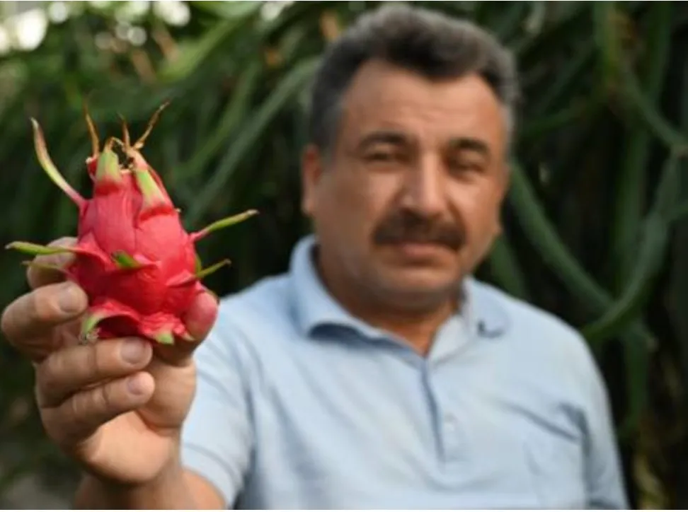 Marangozluktan Ejder Meyvesi Üretimine
