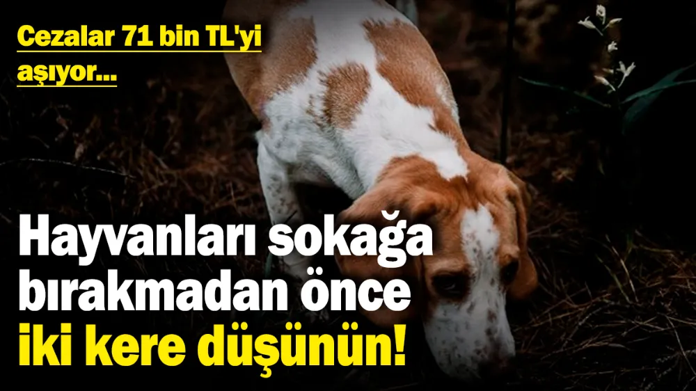Hayvanları sokağa bırakmadan önce iki kere düşünün! 