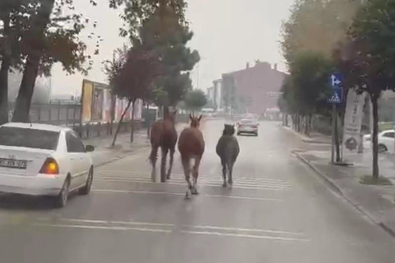 Düzce’de başıboş atlar trafiği birbirine kattı!