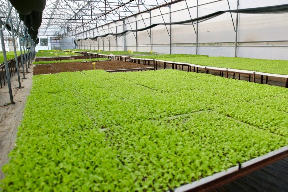 Ordu’da 400 bin kışlık fide dağıtıma hazır