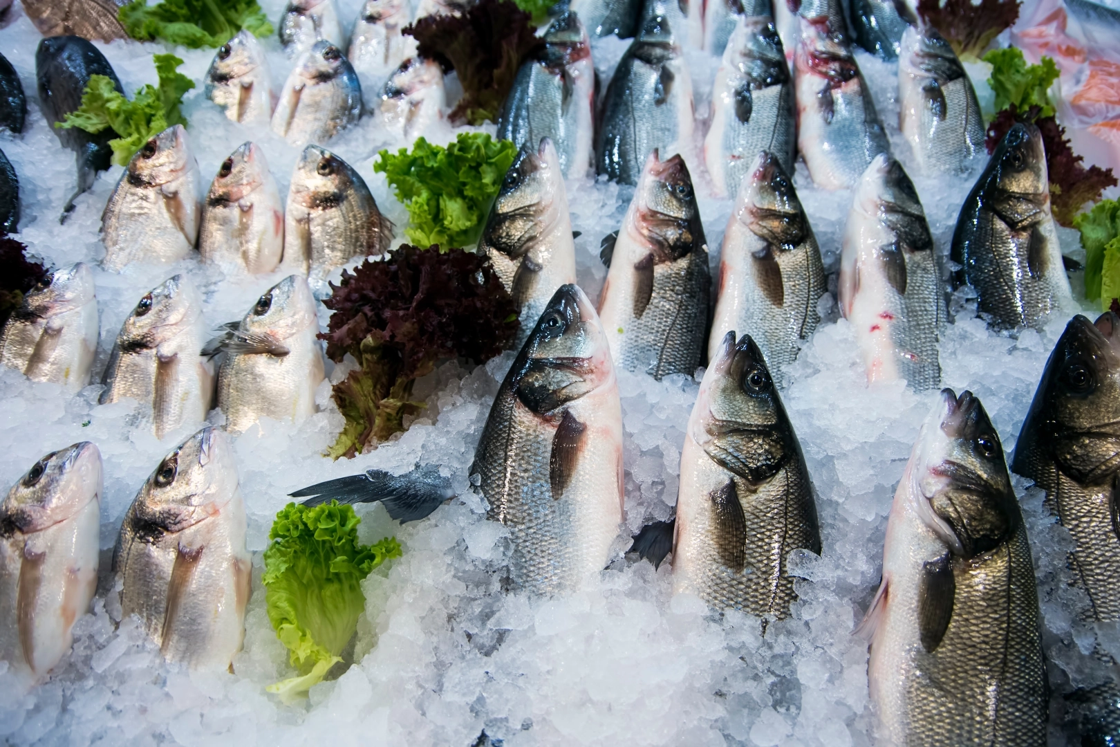 Su ürünleri ihracatının yüzde 47’si Ege