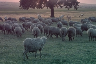 Küçükbaş ve sürü sağlığı ödemeleri artıyor!