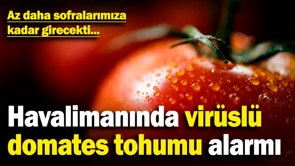 Havalimanında virüslü domates tohumu alarmı! 
