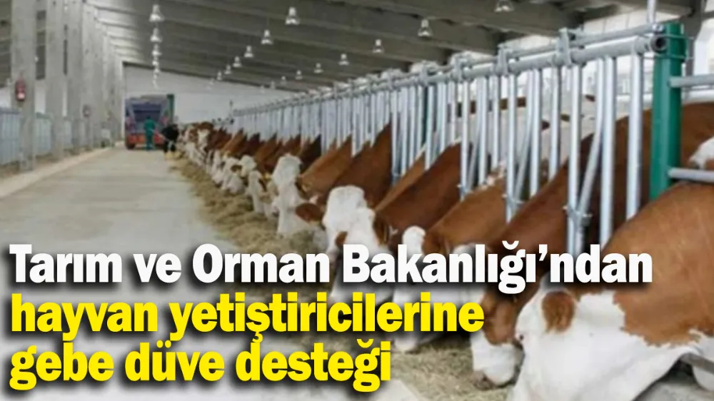 Hayvan yetiştiricilerine gebe düve desteği