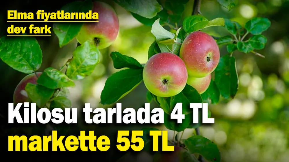 Kilosu tarlada 4 TL, markette 55 TL