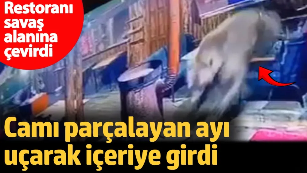 Camı parçalayan ayı uçarak içeriye girdi! 
