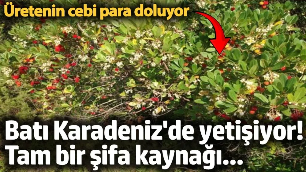 Tam bir şifa kaynağı: Üretenin cebi para doluyor