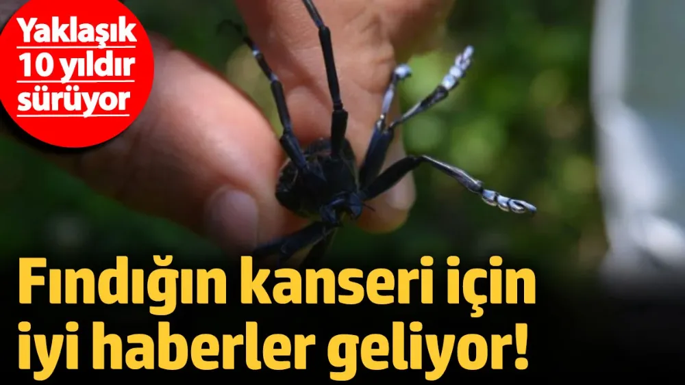 Fındığın kanseri için iyi haberler gelmeye başladı! 