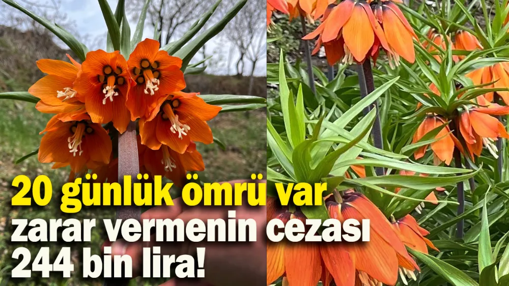 20 günlük ömrü var