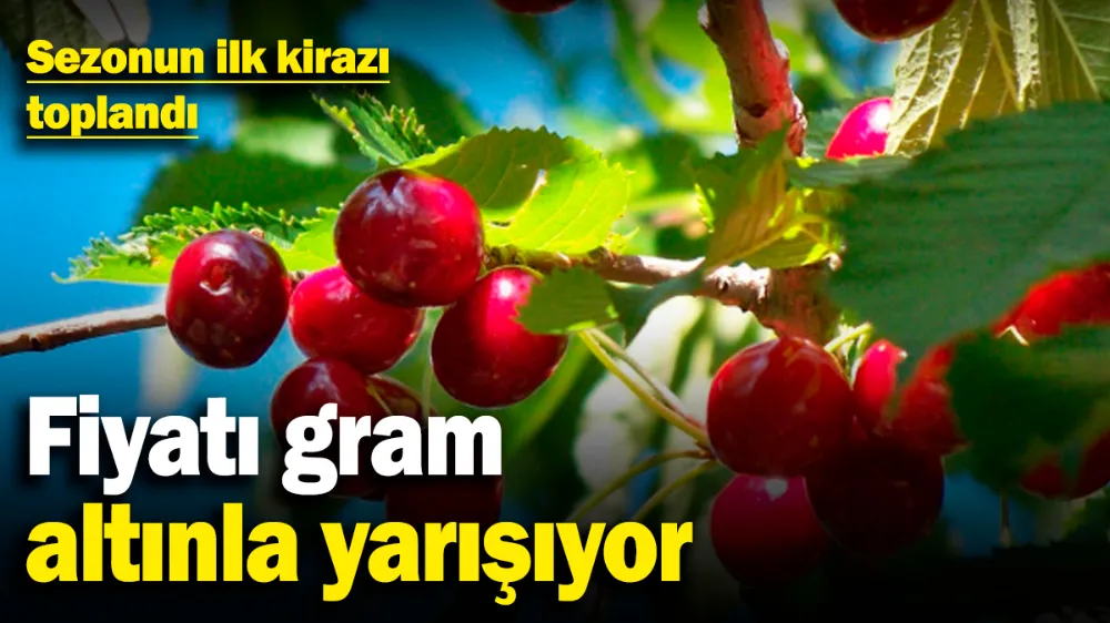 Sezonun ilk kirazı toplandı! 
