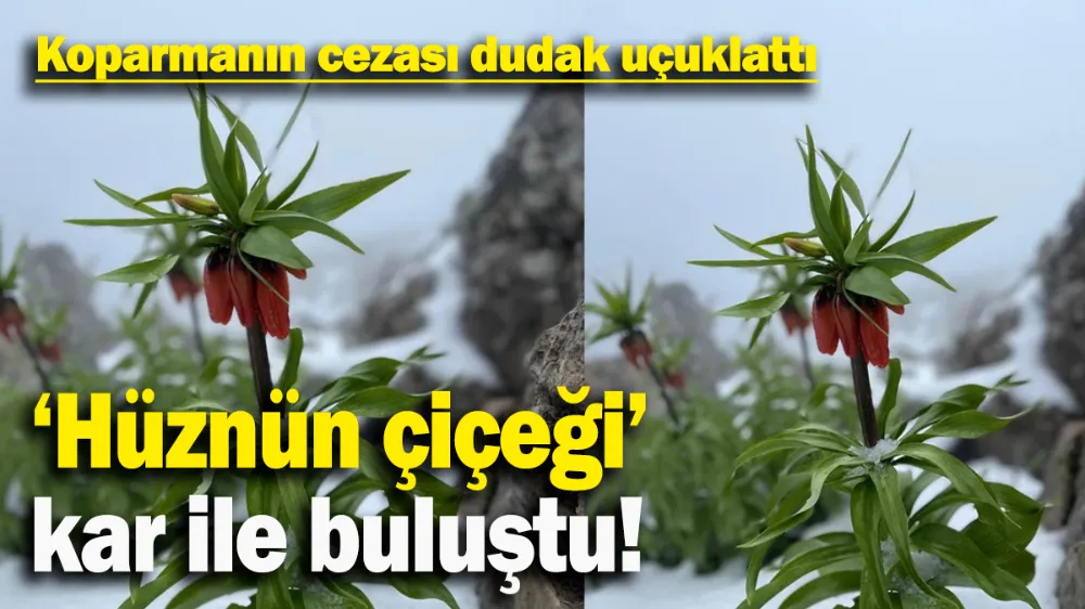 ‘Hüznün çiçeği’ kar ile buluştu