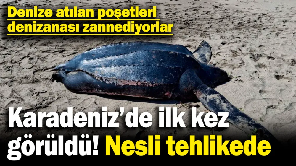 Karadeniz