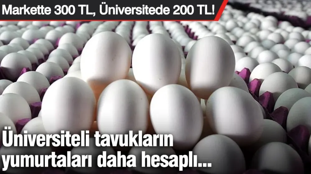 Üniversiteli tavukların yumurtaları daha hesaplı...