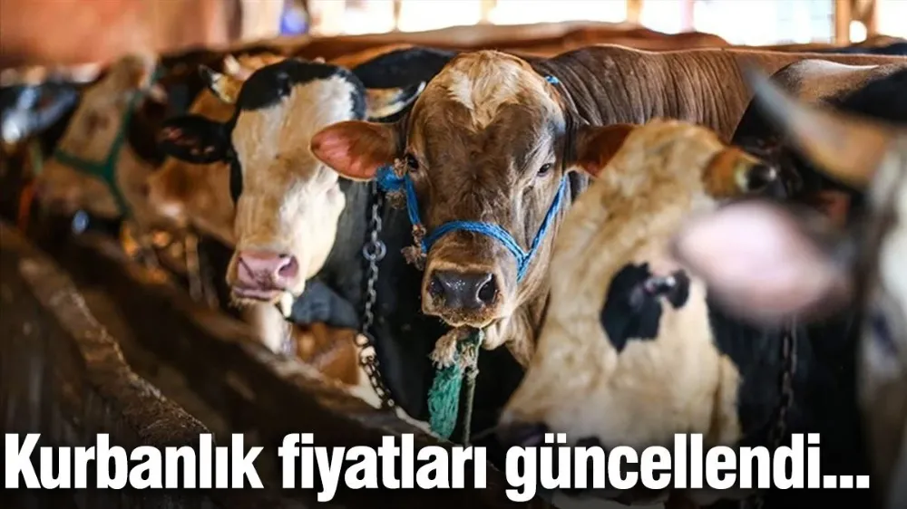 İşte güncel kurbanlık fiyatları...