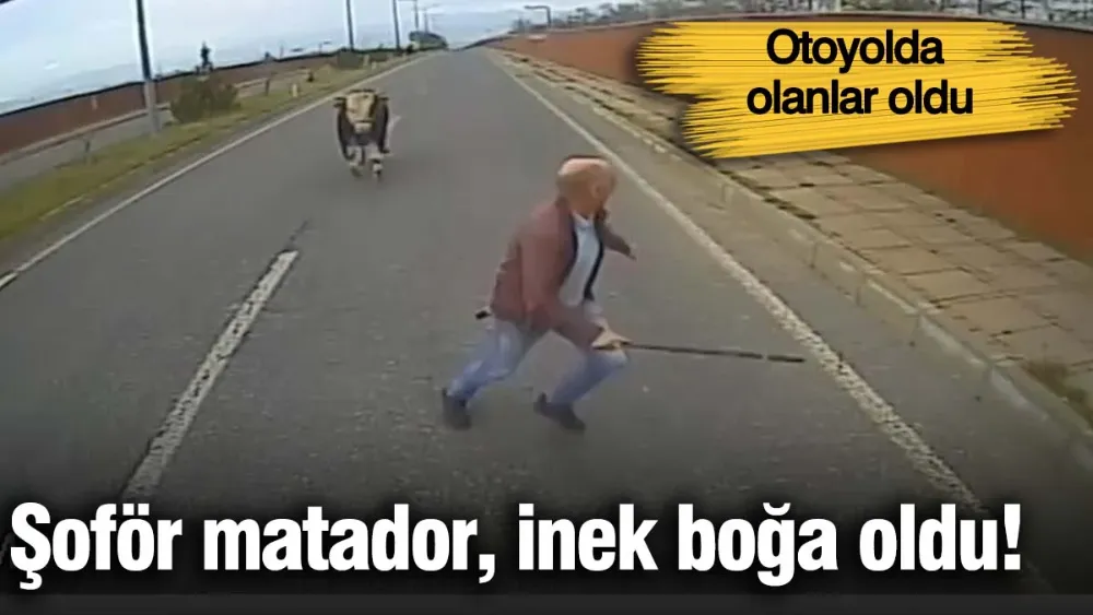 Şoför matador inek boğa oldu! 
