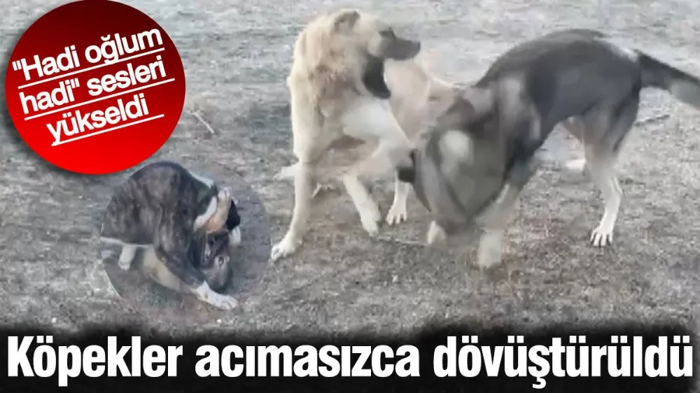 Köpekler acımasızca dövüştürüldü. 