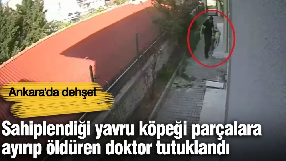 Sahiplendiği köpekleri evde parçalayıp, öldürdüğü iddia edilen doktor tutuklandı