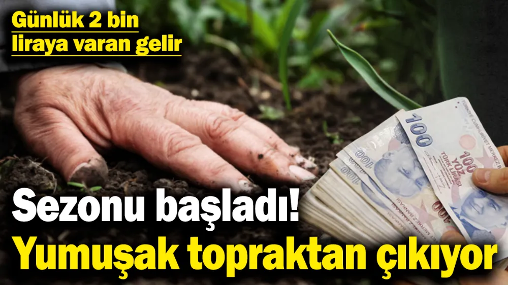 Sezonu başladı! Yumuşayan topraktan çıkıyor! 