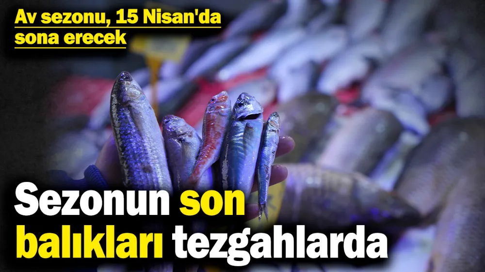 Sezonun son balıkları tezgahlarda! 