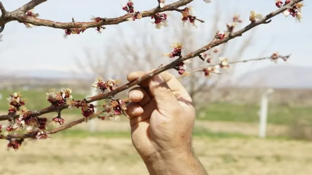 Dondan etkilenen kayısıda hasar tespit çalışmaları başladı