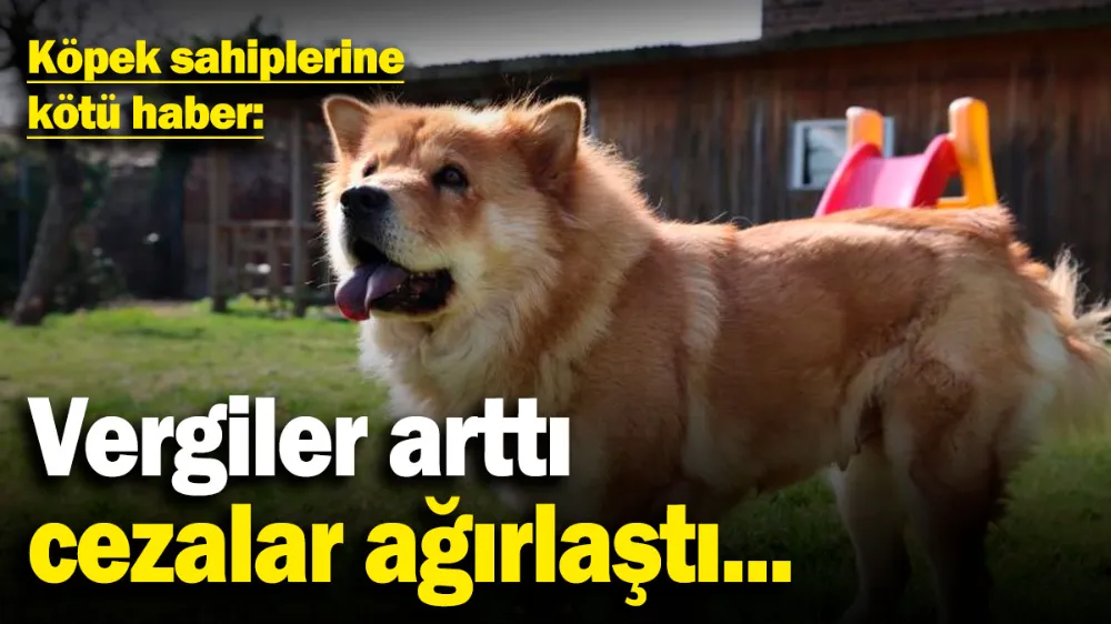 Köpek sahiplerine kötü haber