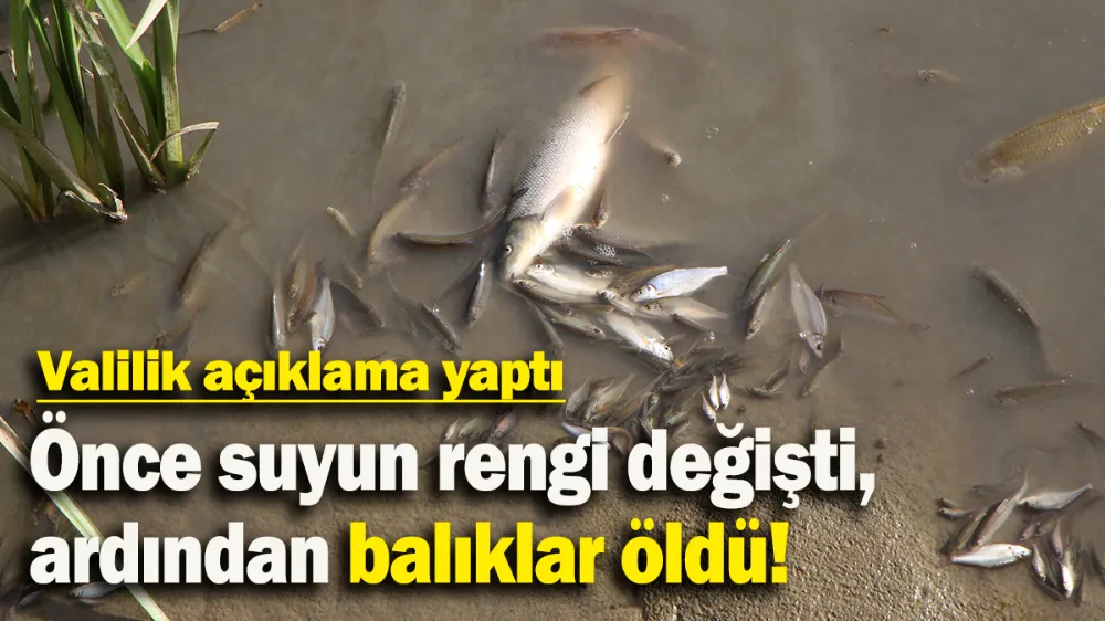 Önce suyun rengi değişti, ardından balıklar öldü
