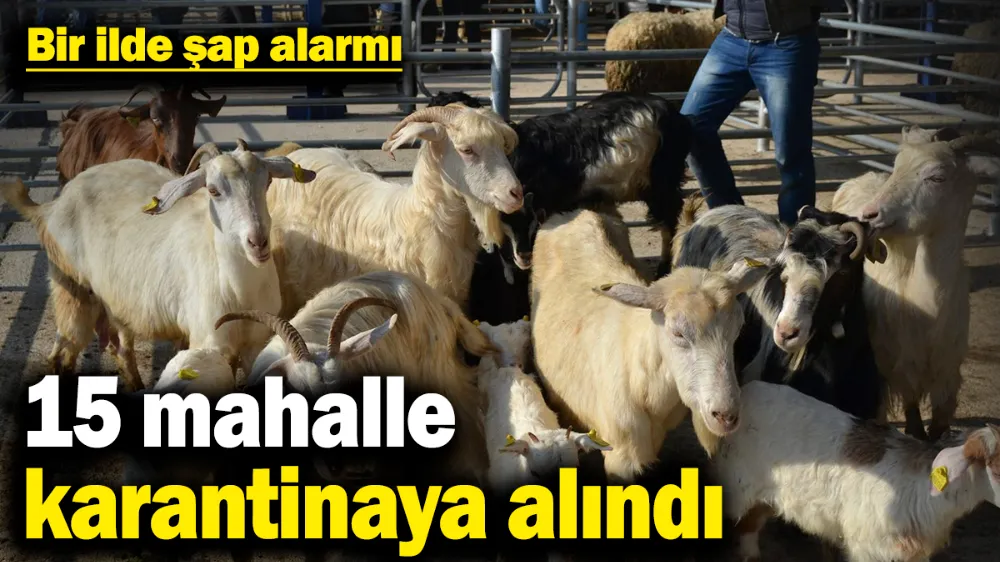 Bir ilde şap alarmı! 