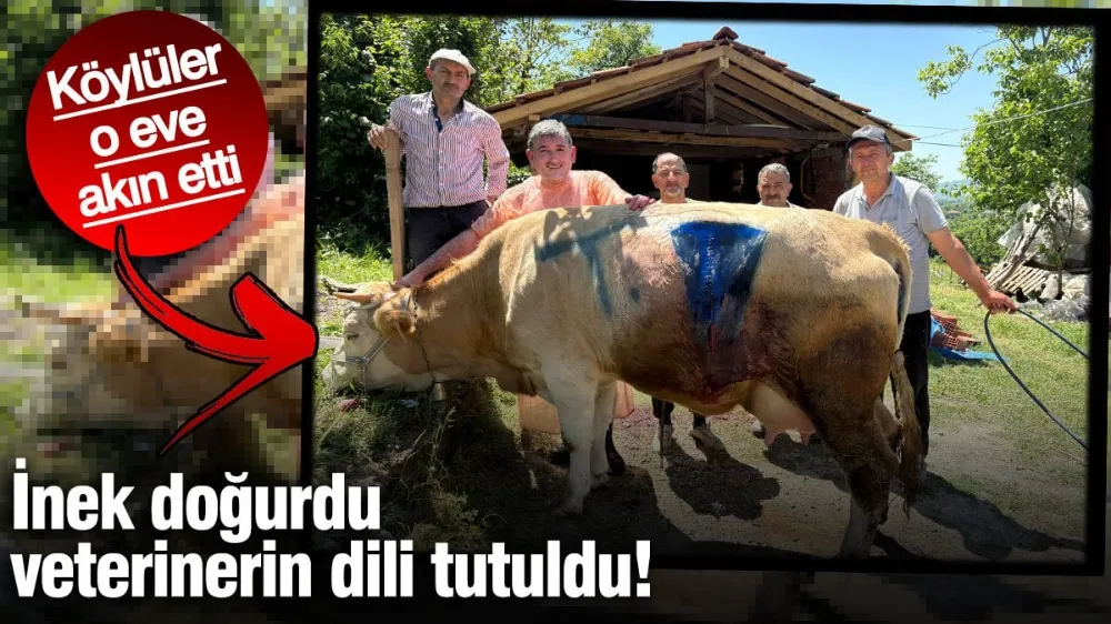 İnek doğurdu, veterinerin dili tutuldu! 