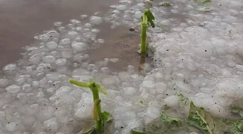Aksaray’da Dolu Felaketi! Çiftçinin Alın Teri Toprağa Karıştı