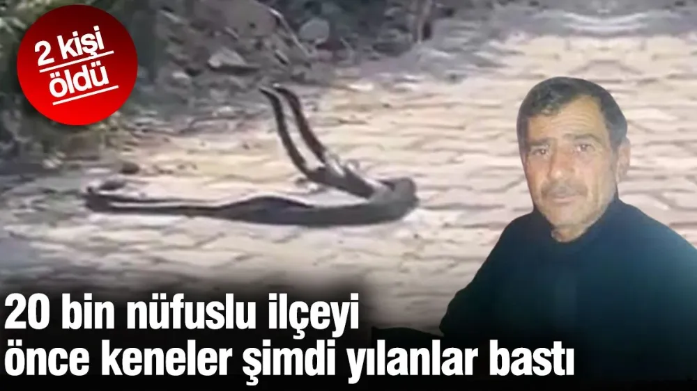 20 bin nüfuslu ilçeyi önce keneler şimdi yılanlar bastı. 2 kişi öldü
