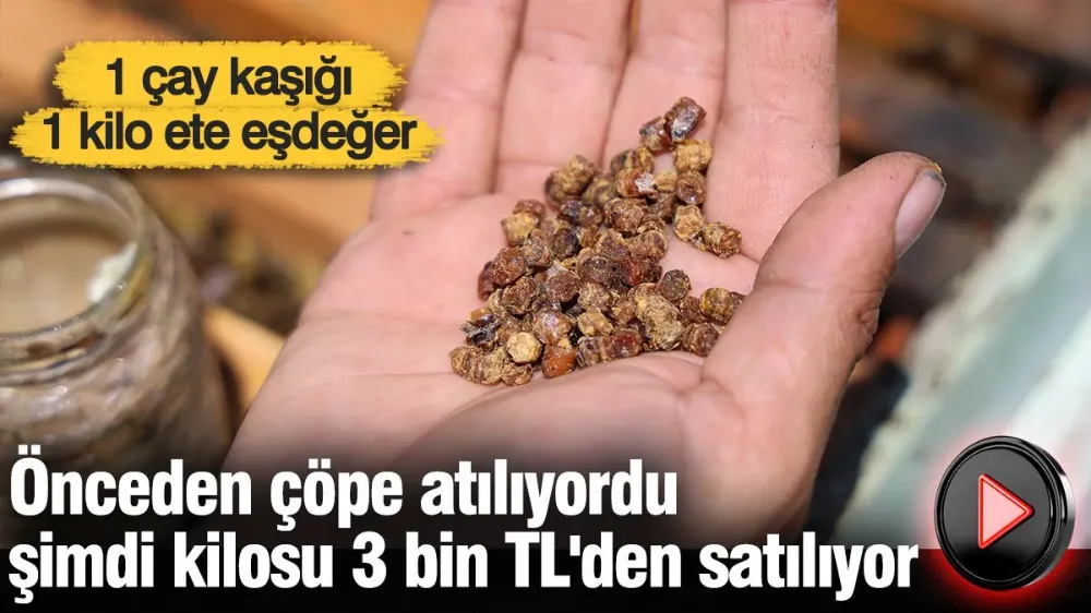 Önceden çöpe atılıyordu şimdi kilosu 3 bin TL