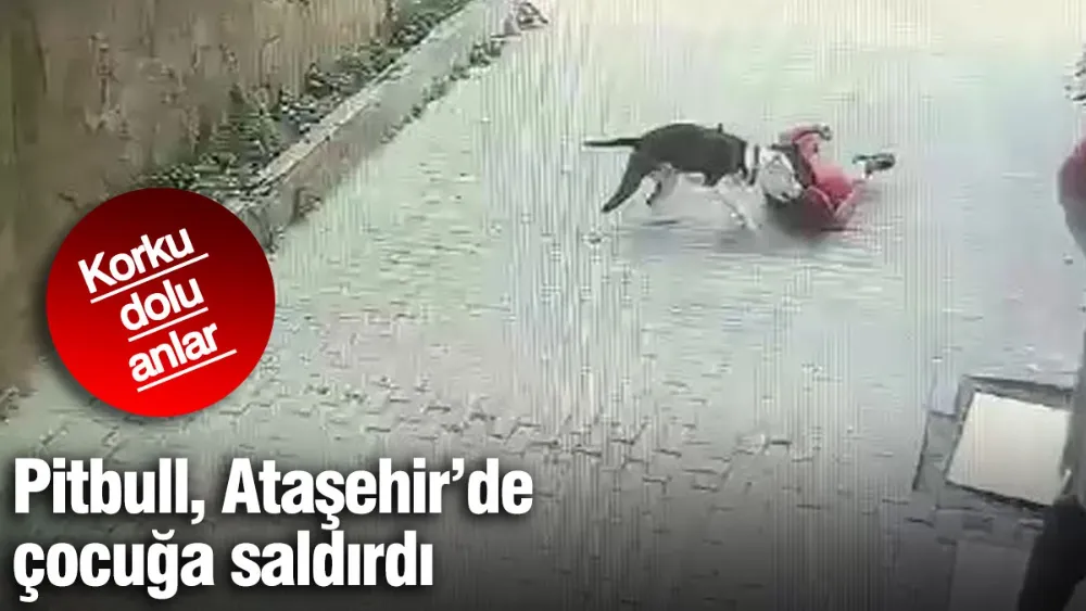 Pitbull küçük çocuğa saldırdı