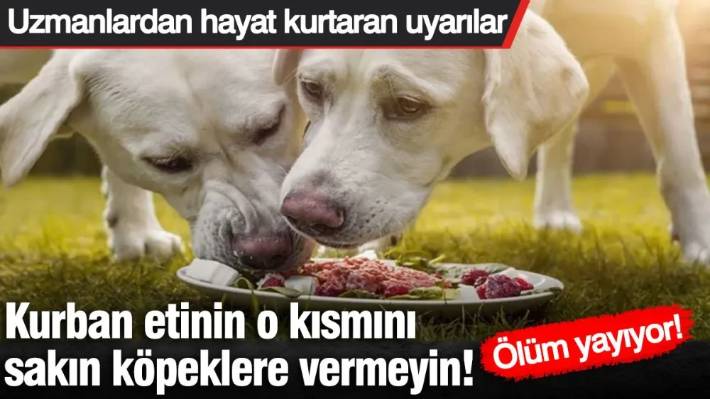 Kurban etinin o kısmını sakın köpeklere vermeyin! Ölüm yayıyor! 