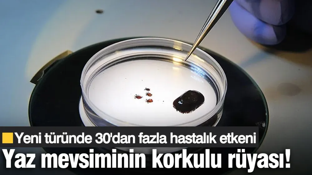 Yaz mevsiminin korkulu rüyası! 