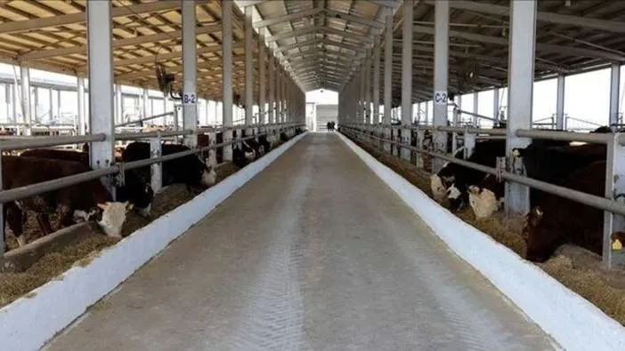 Bakanlık hayvan pazarlarının nasıl açılacağını açıkladı