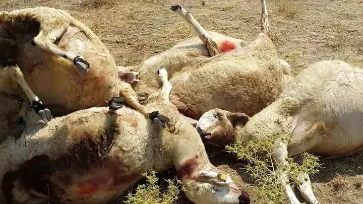 Aksaray’da Kurt Dehşeti: 25 Koyun Telef Oldu, 318’i Dronla Bulundu