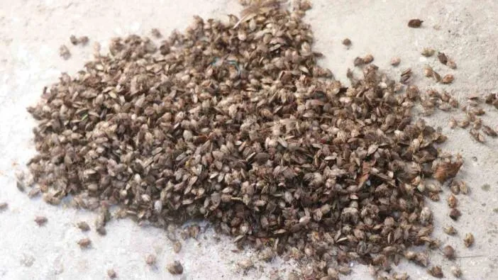 Kokarca ile mücadeleye kükürt ve samuray arı müdahalesi