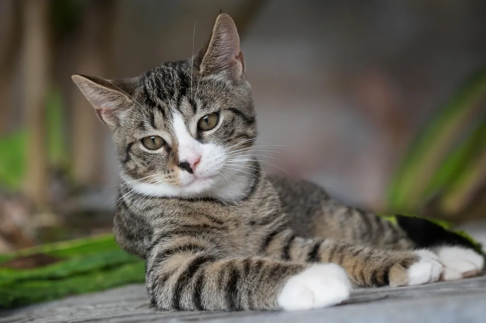 Milyonlarca kedi sahibini ilgilendiriyor. 