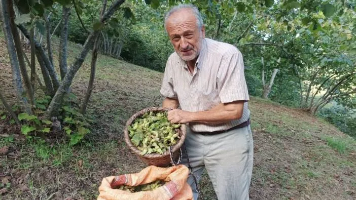 Fındık üreticisinin umudu serbest piyasa! 