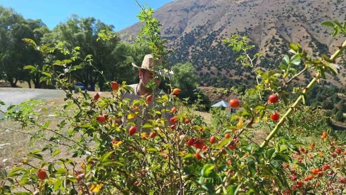 Erzincan’da kuşburnu toplanmaya başlandı