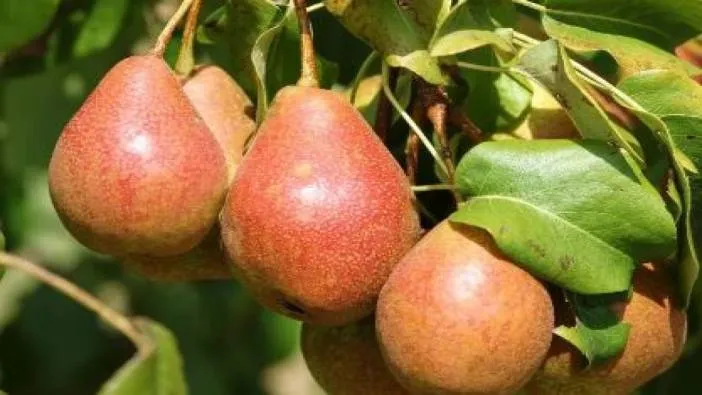 Armudu böyle tüketen yaşadı! Ölümcül hastalığa duvar örüyor