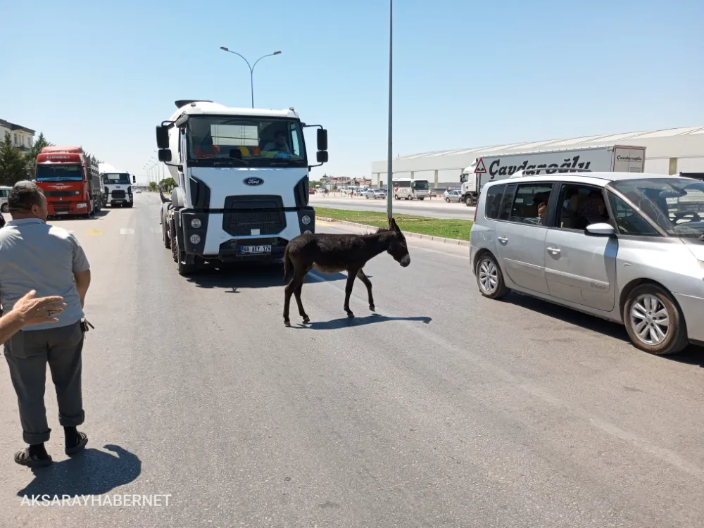 Aksaray’da Başıboş Hayvan Sorunu