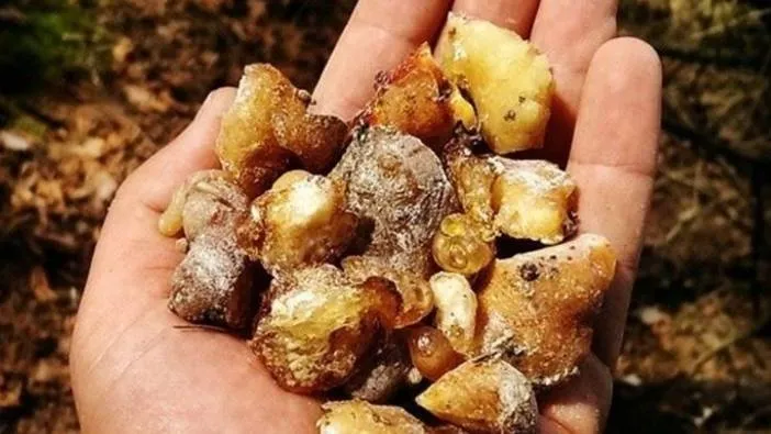 Doğanın şifalı reçinesi! Cam Sakızının Sırları