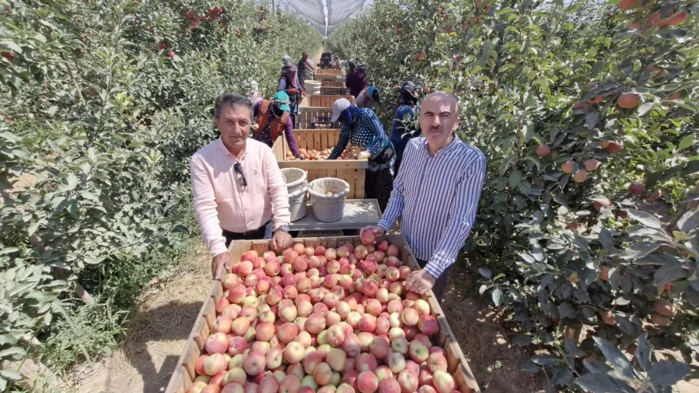 Zirai don elma hasadını vurdu